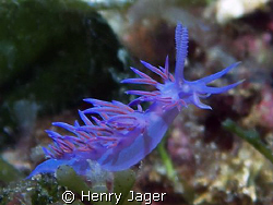 Flabellina from Elba, Italy (Olympus E330, macro lens 50mm) by Henry Jager 